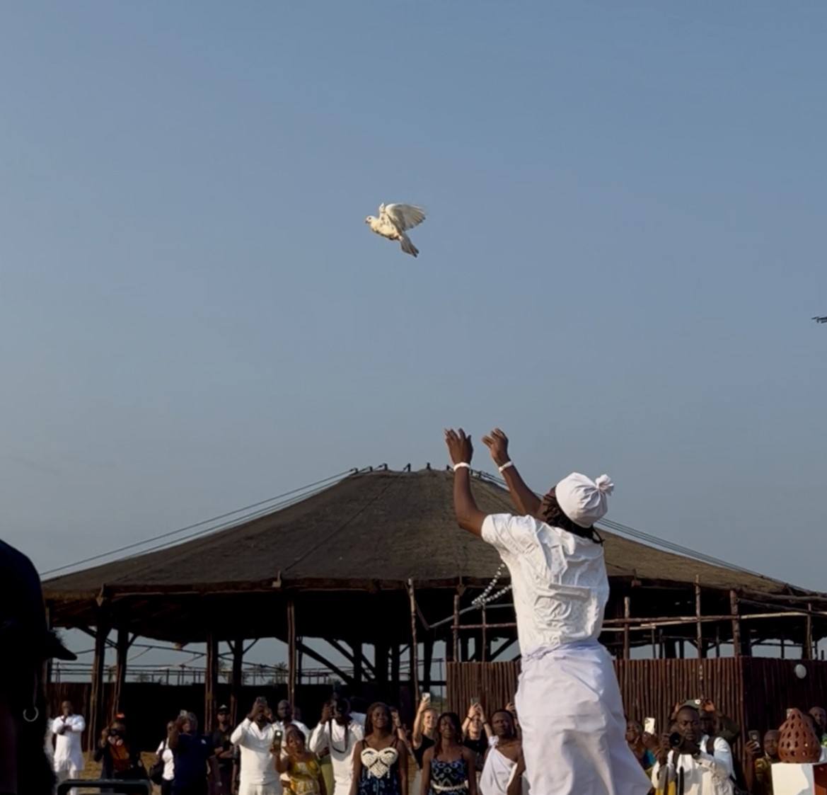 Lacher de colombe JISTNA