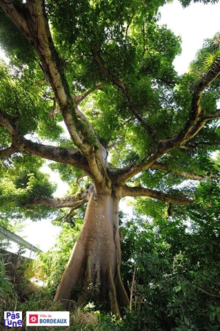 Arbre