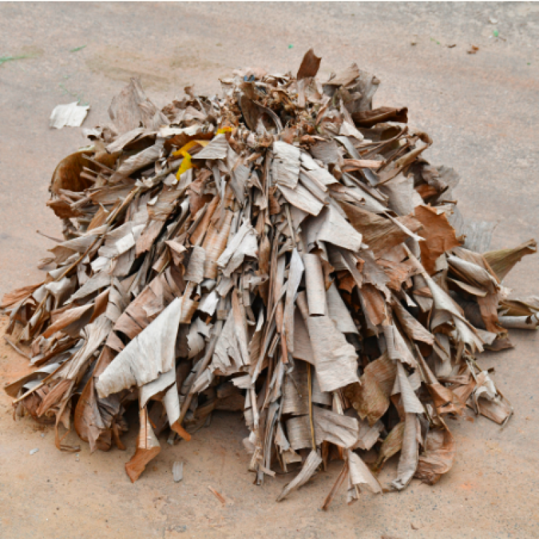 Les feuilles de bananiers employées par le Nego Fugido, éléments symboliques liés à l'ancestralité autant qu'à la violence esclavagiste. Nicola Lo Calzo, Ville d'Acupe. 2022. Série Nego Fugido.